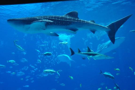 O incrível Aquário de Atlanta, na Georgia - EUA